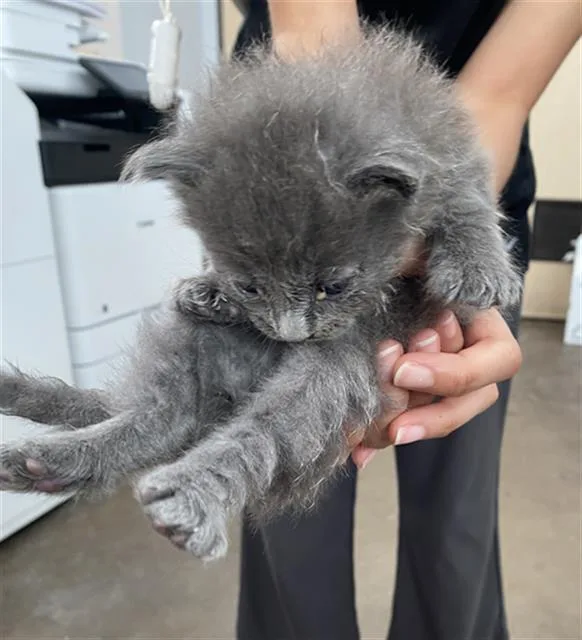 A baby medium-sized female Domestic Short Hair cat named Addison for adoption in Dallas, TX