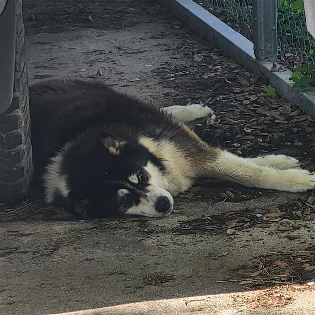 An adult large-sized male Alaskan Malamute dog named Chip for adoption in San Antonio, TX
