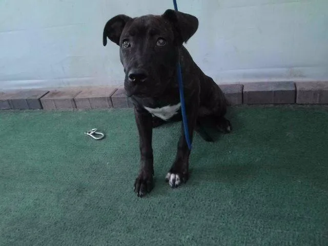 A young medium-sized female Pit Bull Terrier dog named April for adoption in Baldwin Park, CA