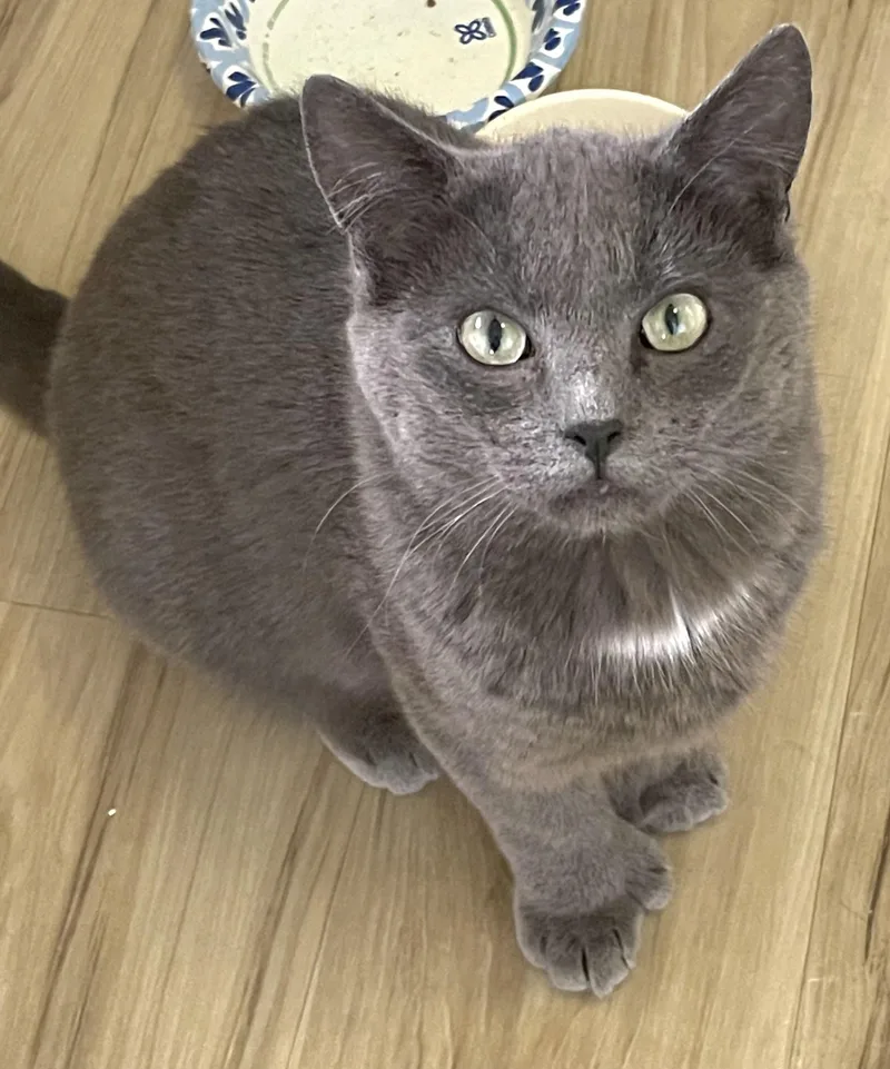 A young medium-sized male Gray / Blue / Silver Extra-Toes Cat / Hemingway Polydactyl cat named Nico for adoption in Springfield, OR