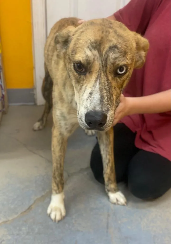 A young medium-sized male Catahoula Leopard Dog dog named Disco for adoption in Bryant, AR