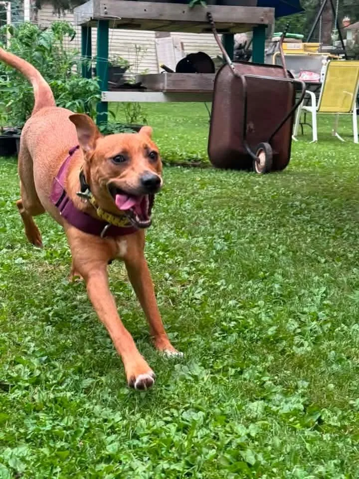 Zoey thumbnail 6
