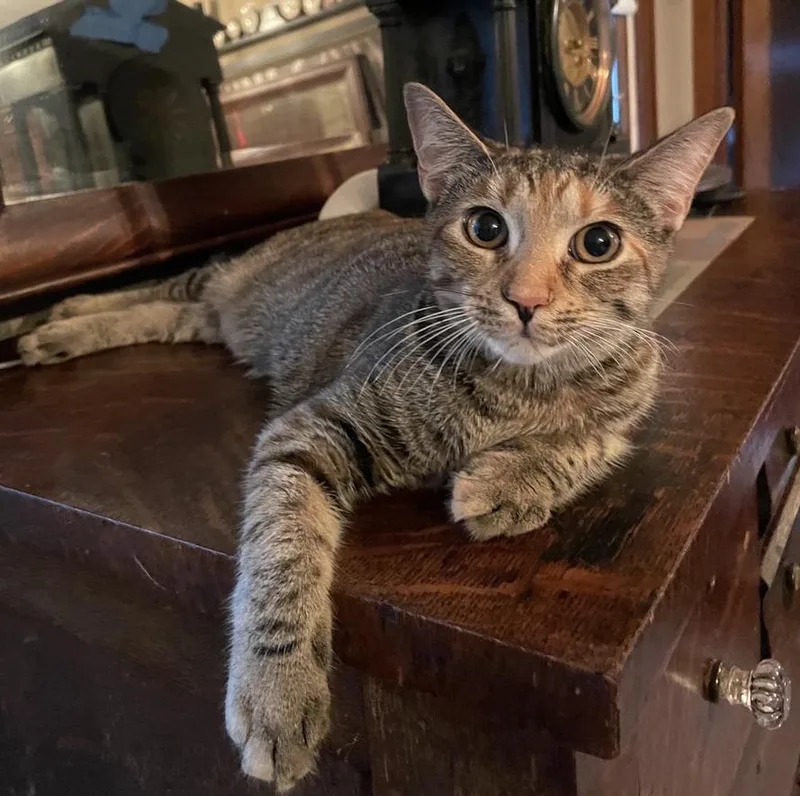 A young medium-sized female Tabby (Brown / Chocolate) Domestic Short Hair cat named Tiger Lily for adoption in Kinnelon, NJ