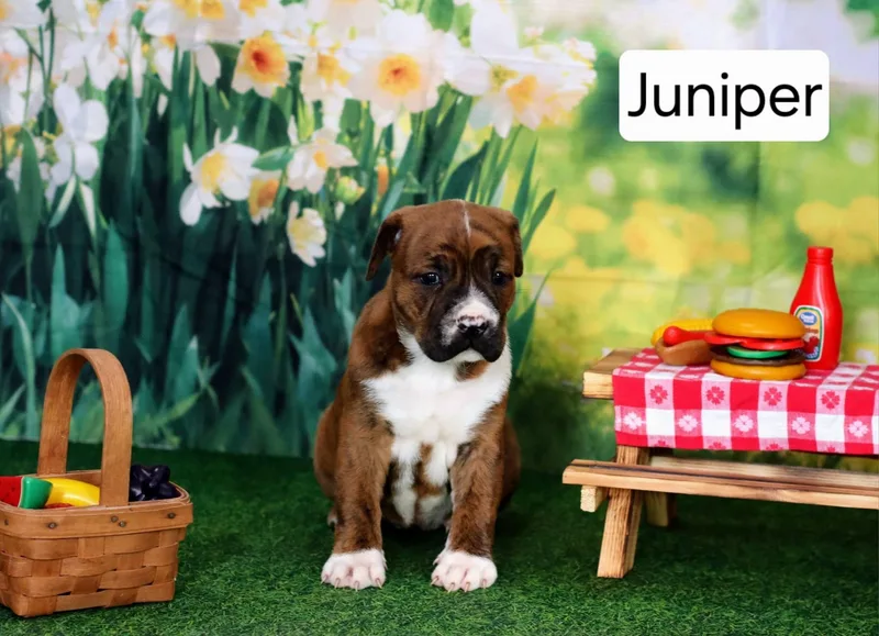 A baby large-sized female Boxer dog named Juniper for adoption in Mclean, IL