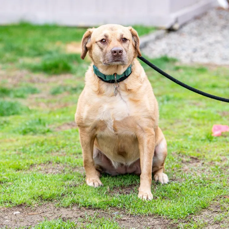 An adult medium-sized female Yellow / Tan / Blond / Fawn Labrador Retriever dog named Lucy for adoption in Kennebunk, ME
