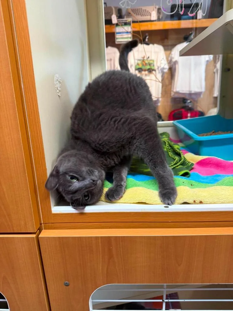 A senior medium-sized male Domestic Short Hair cat named Rio for adoption in Sebastian, FL