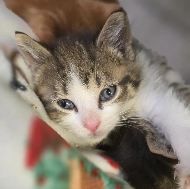 A baby medium-sized female Domestic Short Hair cat named Ana for adoption in Saginaw, MI