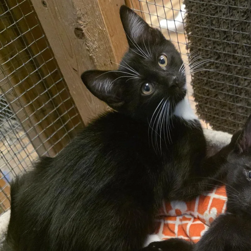 A baby small-sized female Black Domestic Short Hair cat named Flower for adoption in Frederick, MD