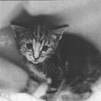 A baby small-sized female Brown / Chocolate Domestic Short Hair cat named Sunny for adoption in Los Angeles, CA