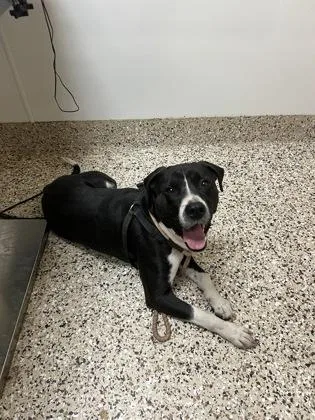 An adult large-sized male Pit Bull Terrier dog named Raider for adoption in Pendleton, OR