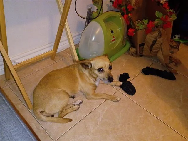 An adult small-sized female Chihuahua dog named Honey for adoption in San Antonio, TX