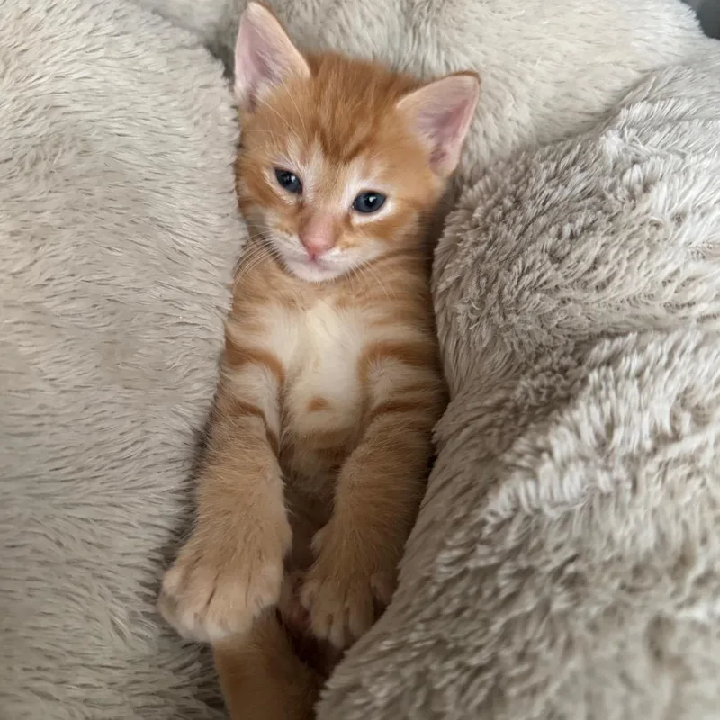 A baby small-sized male Orange / Red Domestic Short Hair cat named Wolfe for adoption in Lake Panasoffkee, FL