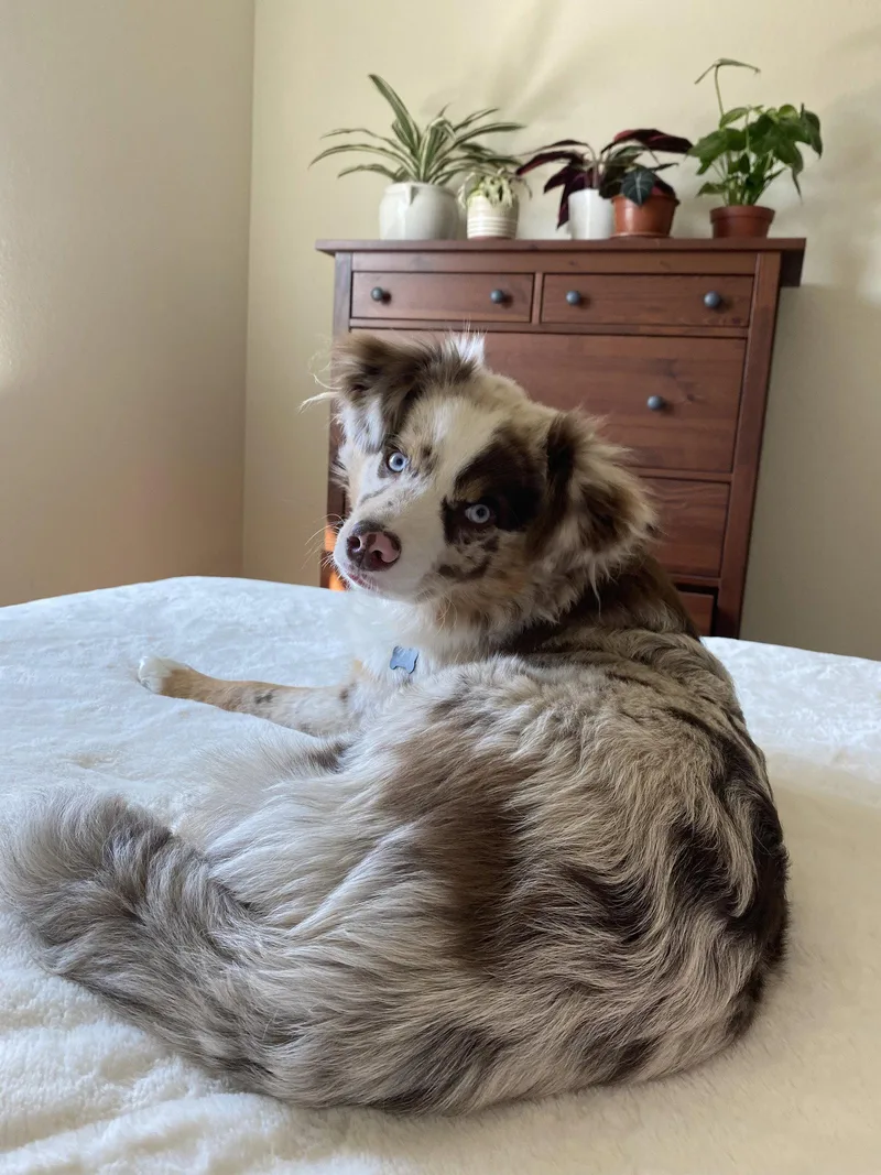 An adult medium-sized male Australian Shepherd dog named Milo for adoption in Dallas, TX