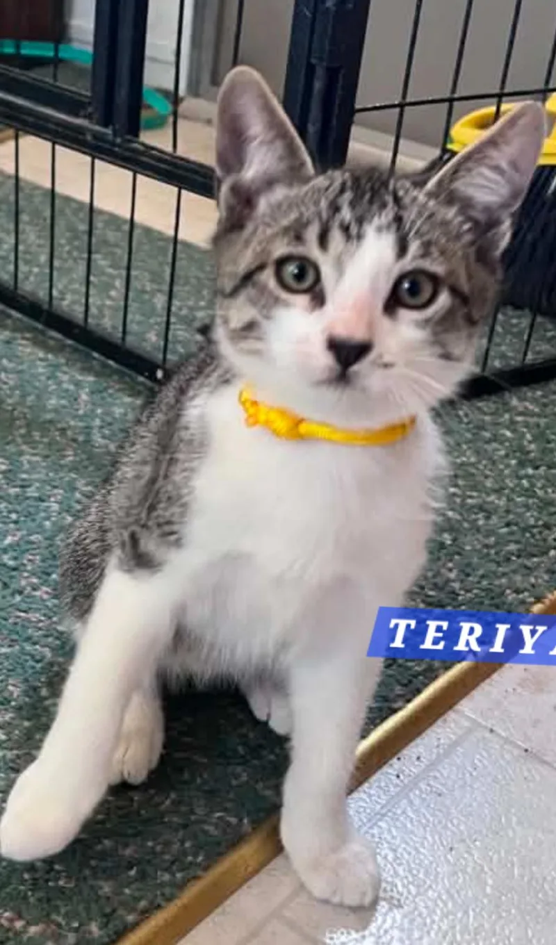 A baby medium-sized male Tabby (Brown / Chocolate) Domestic Short Hair cat named Teriyaki for adoption in Orange, CA