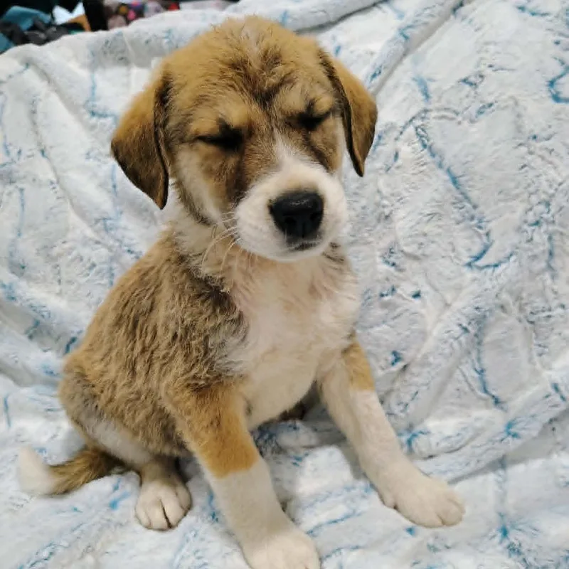 A baby small-sized male Gray / Blue / Silver Mixed Breed dog named Kaiser for adoption in Ferndale, MI