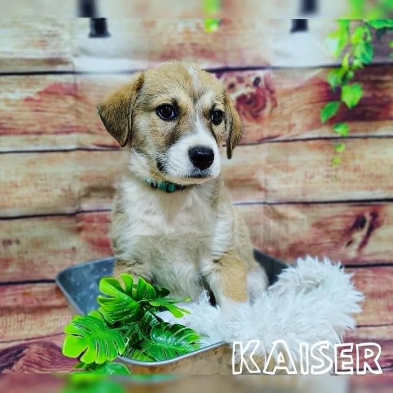 Kaiser thumbnail 2