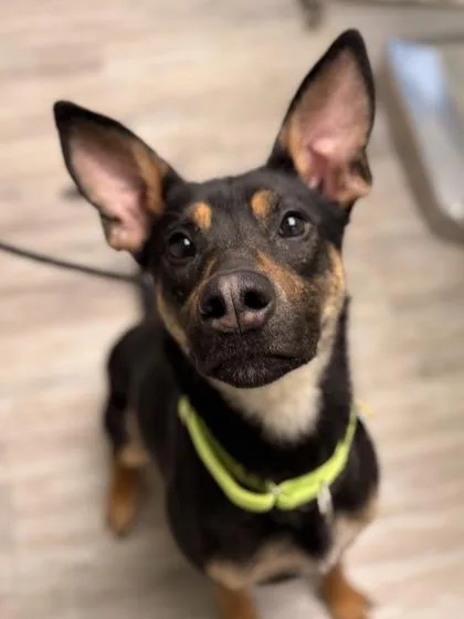 An adult medium-sized female Black Australian Kelpie dog named Roxy for adoption in Florence, OR