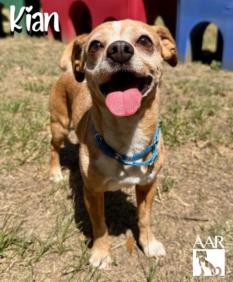 An adult small-sized male Chihuahua dog named Kian for adoption in Magnolia, TX