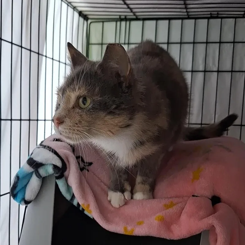 An adult medium-sized female Dilute Calico Domestic Short Hair cat named Patches for adoption in BUTLER, PA