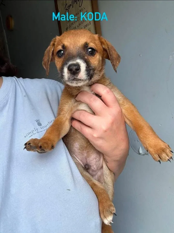 A baby medium-sized male Mixed Breed dog named Koda for adoption in Stephens City, VA
