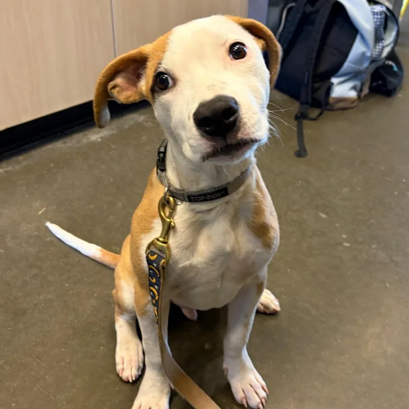 A baby medium-sized male Shepherd dog named Crisco for adoption in Wilmington, DE