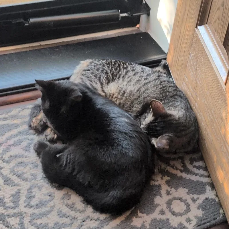 A baby small-sized female Black Domestic Short Hair cat named S&S: Salina for adoption in Falls Church, VA