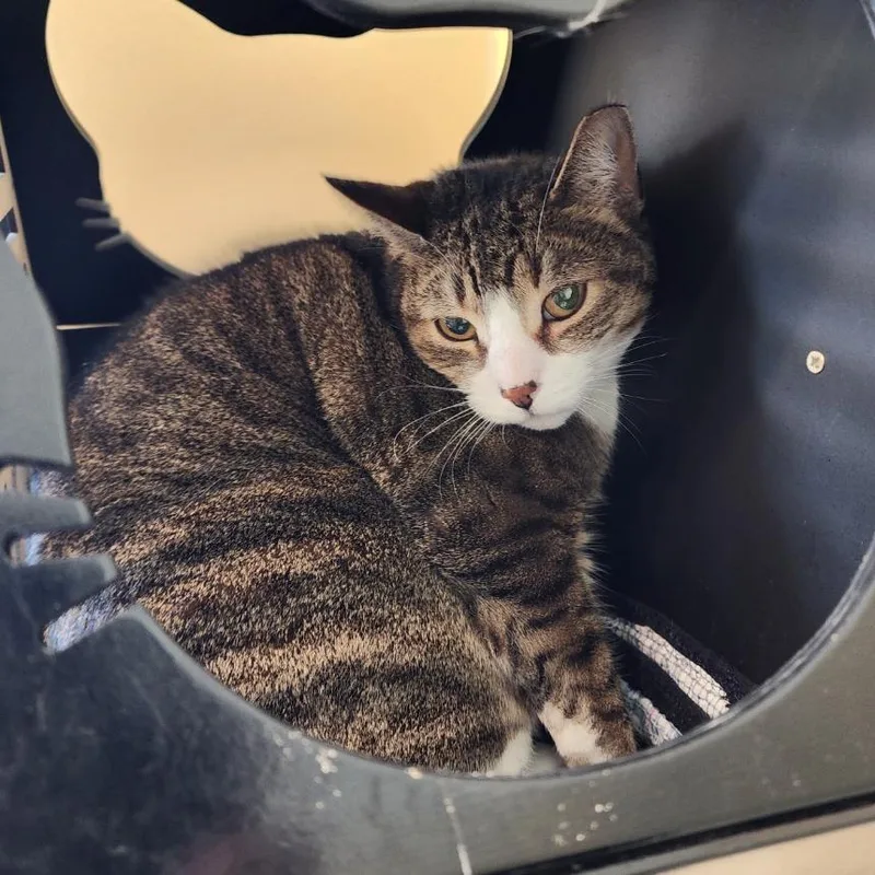 An adult large-sized male Brown / Chocolate Domestic Short Hair cat named Vishnu for adoption in Briarcliff Manor, NY