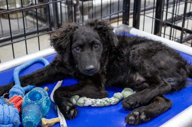 A baby medium-sized male Black Mixed Breed dog named Juno for adoption in Neillsville, WI