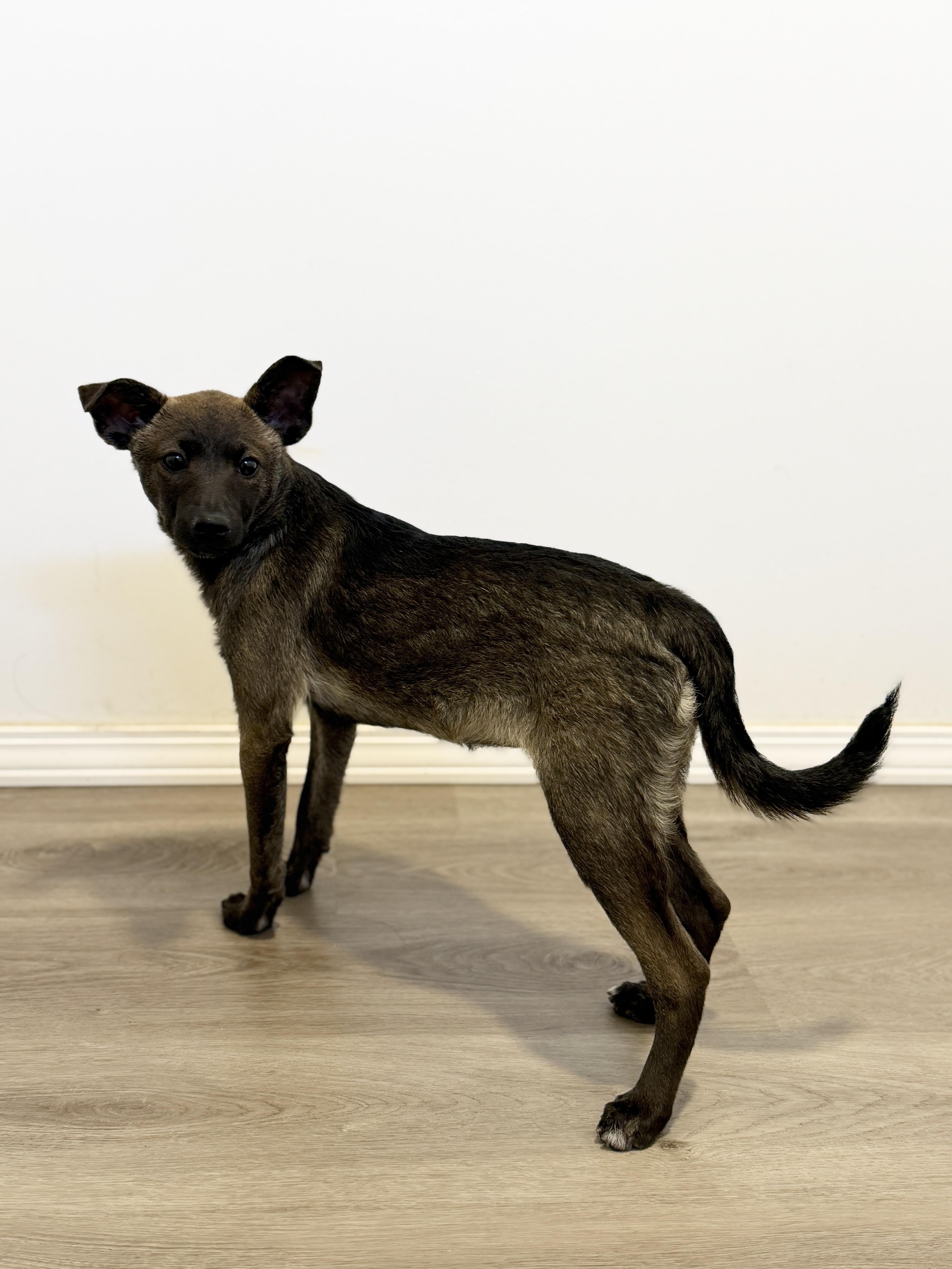 A baby small-sized female Chihuahua dog named Rosita for adoption in San Diego, CA