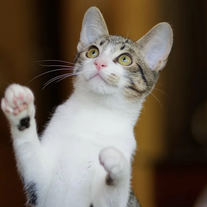 A young medium-sized female Domestic Short Hair cat named Georgia for adoption in Sonora, CA