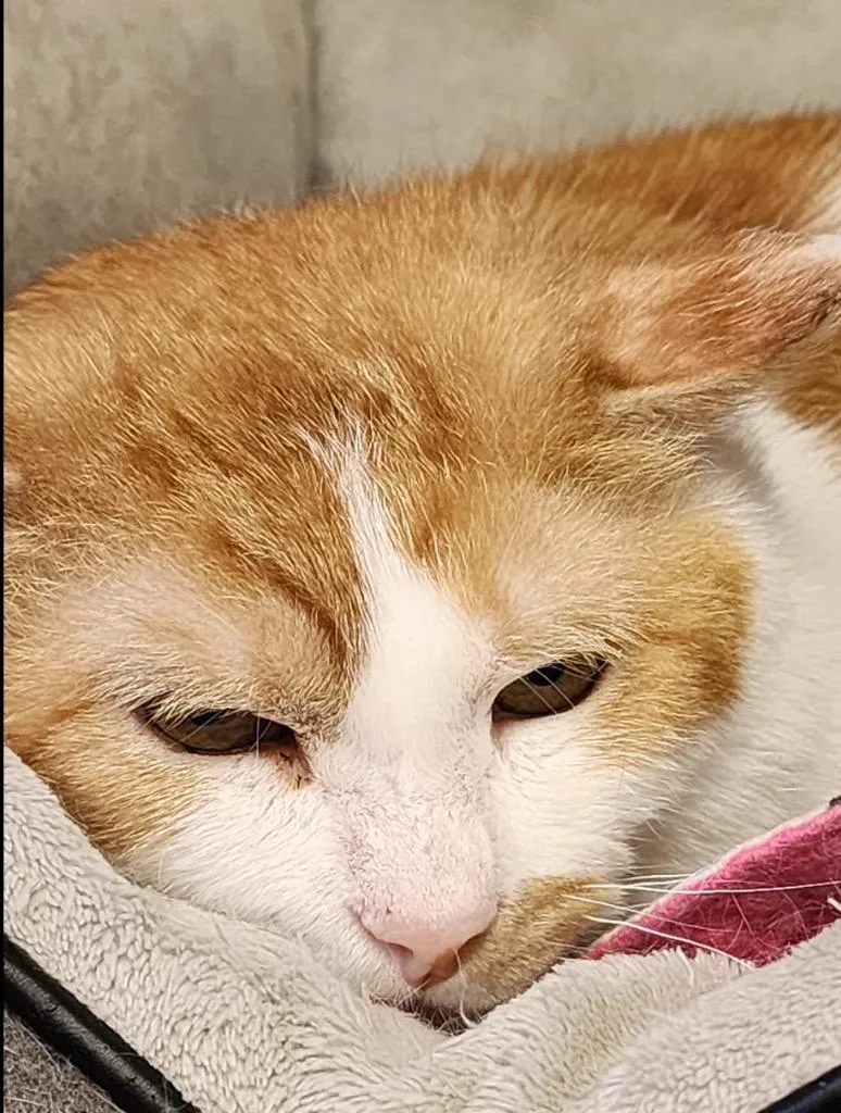 An adult medium-sized male Domestic Short Hair cat named Zepplin for adoption in Muskegon, MI