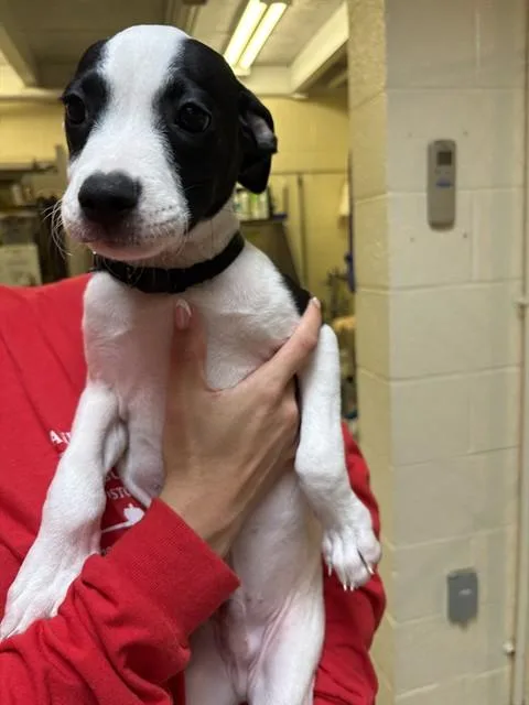 A baby medium-sized male Fox Terrier dog named Travis for adoption in Brewster, MA
