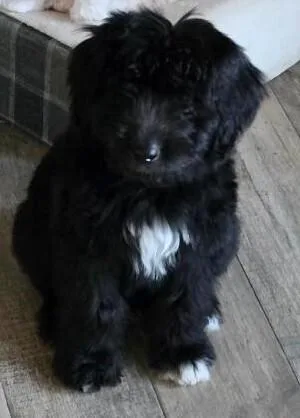 A baby medium-sized male Tricolor (Brown, Black, & White) Labradoodle dog named Mason for adoption in Dallas, TX