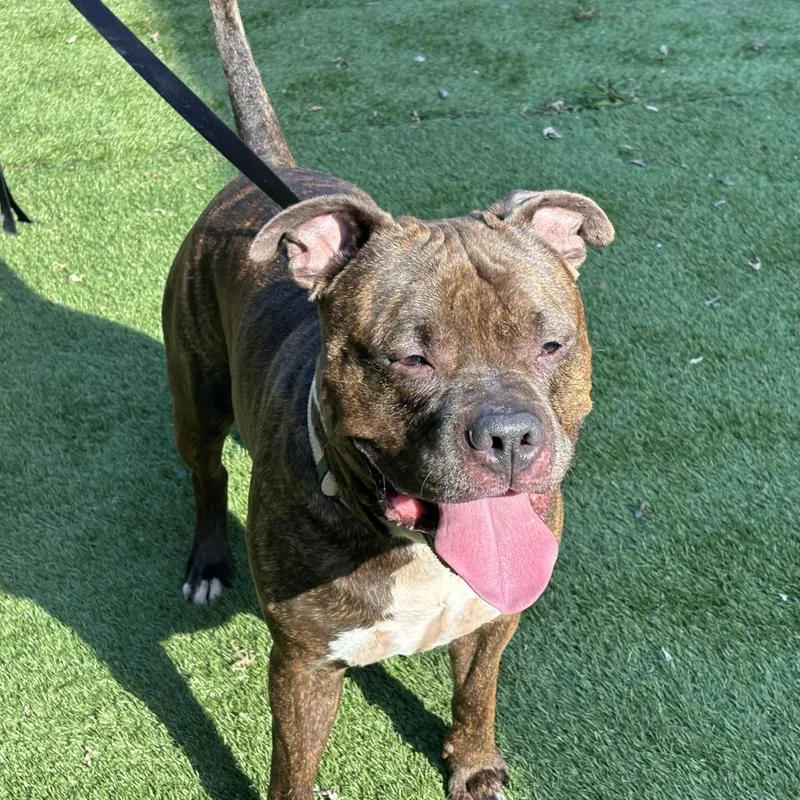 An adult large-sized male Mixed Breed dog named Pup Tart for adoption in Davenport, IA