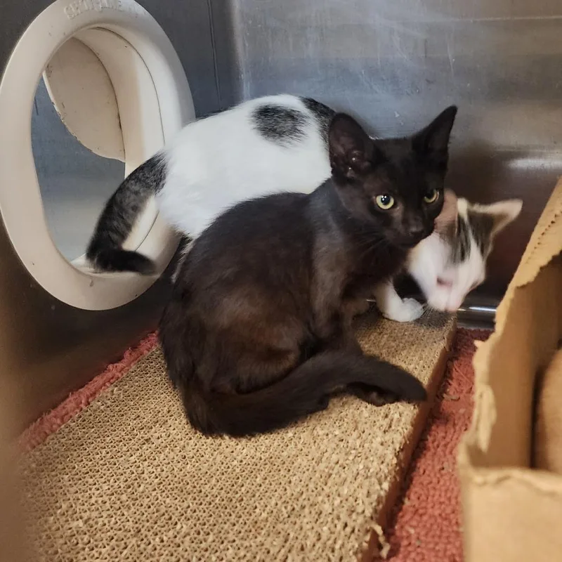 A baby small-sized male Black Domestic Short Hair cat named Foxy for adoption in Evensville, TN