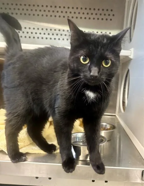 A young medium-sized female Domestic Short Hair cat named Estelle for adoption in Kalamazoo, MI