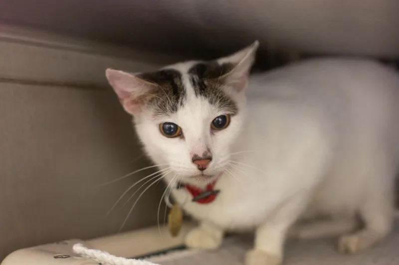 A senior large-sized male Domestic Short Hair cat named Archie for adoption in Mountain Home, AR