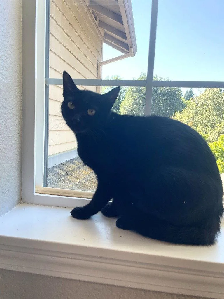 A young medium-sized female Black Domestic Short Hair cat named Lucy for adoption in St. Helens, OR
