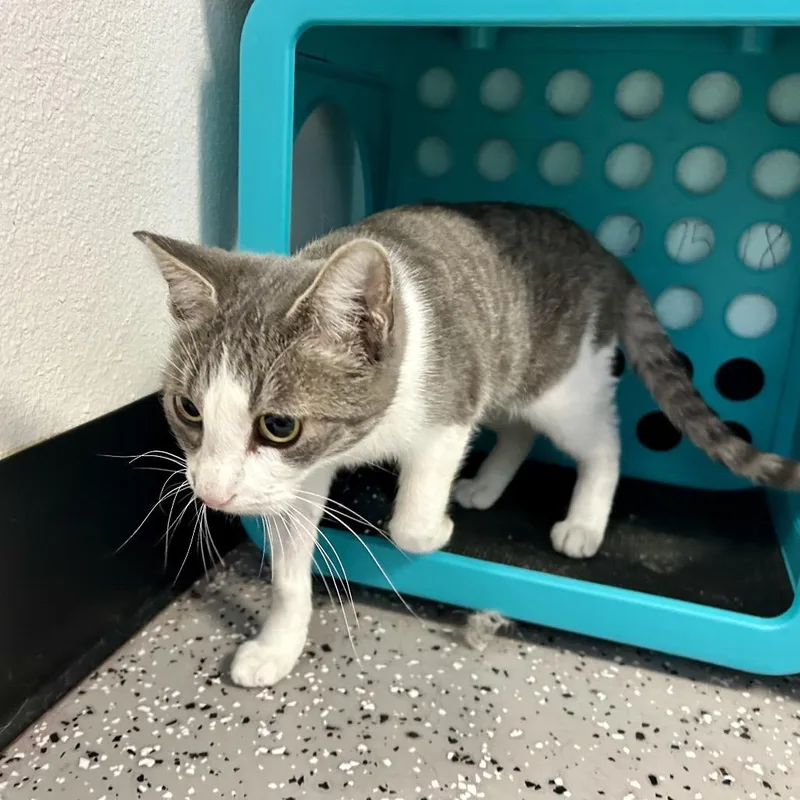 A young medium-sized female Gray / Blue / Silver Domestic Short Hair cat named Frisky for adoption in Henderson, NV
