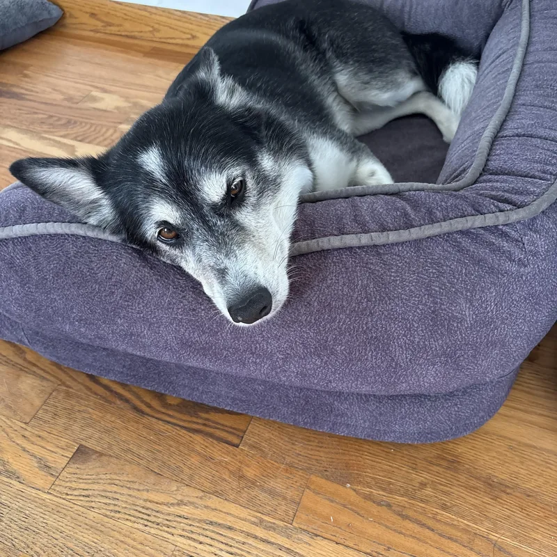 An adult medium-sized male Siberian Husky dog named Ruger for adoption in Maumee, OH