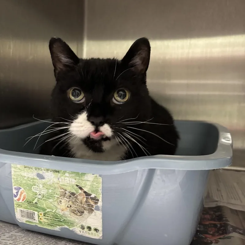 A senior extra large-sized male Black Domestic Short Hair cat named Lt. Dan for adoption in Oak Park, IL