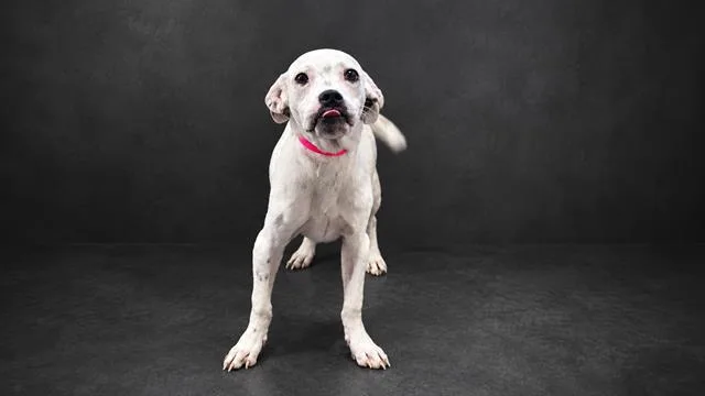 A young small-sized male American Bulldog dog named Jackson for adoption in Winter Haven, FL