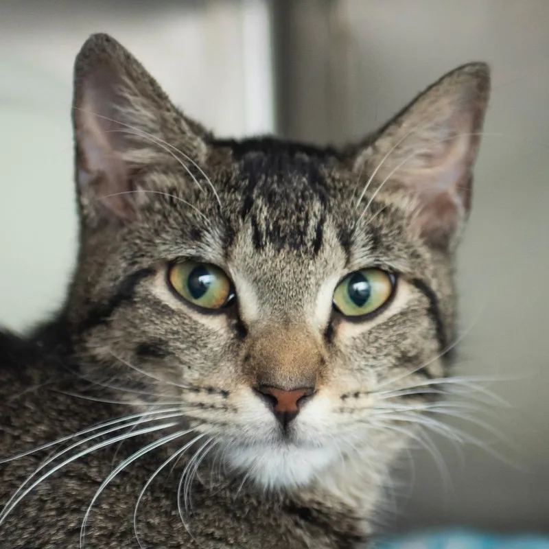 A young medium-sized female Brown / Chocolate Domestic Short Hair cat named Petunia for adoption in Middletown, RI