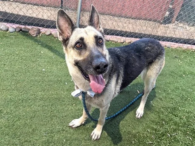 An adult large-sized female German Shepherd Dog dog named Grace for adoption in Phoenix, AZ
