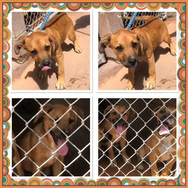 A baby medium-sized female Yellow / Tan / Blond / Fawn Boxer dog named Carmen for adoption in Buckhannon, WV