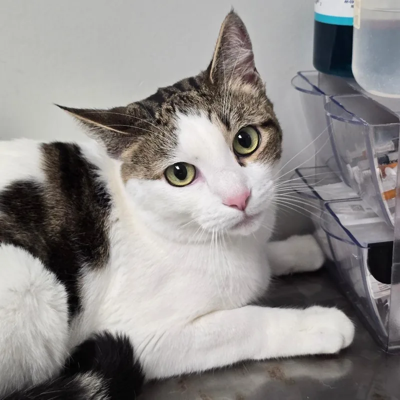 A young medium-sized female White Domestic Short Hair cat named Latte for adoption in Concord, NC