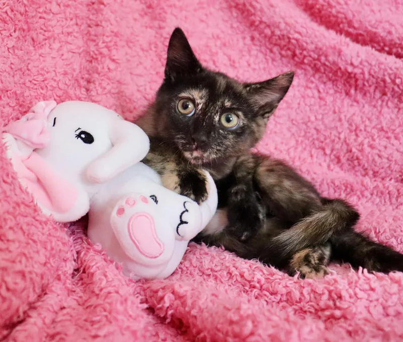Catness thumbnail 2