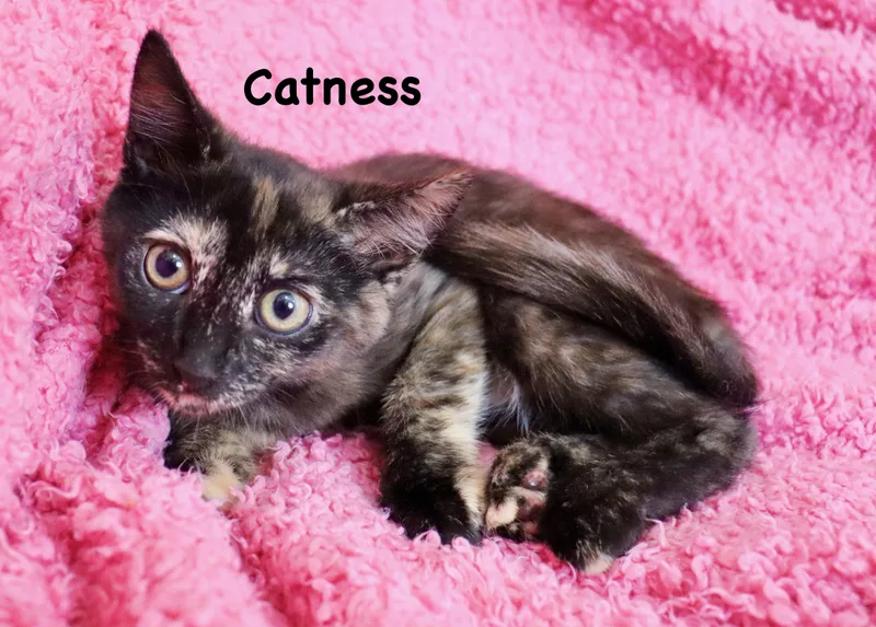 Catness thumbnail 3