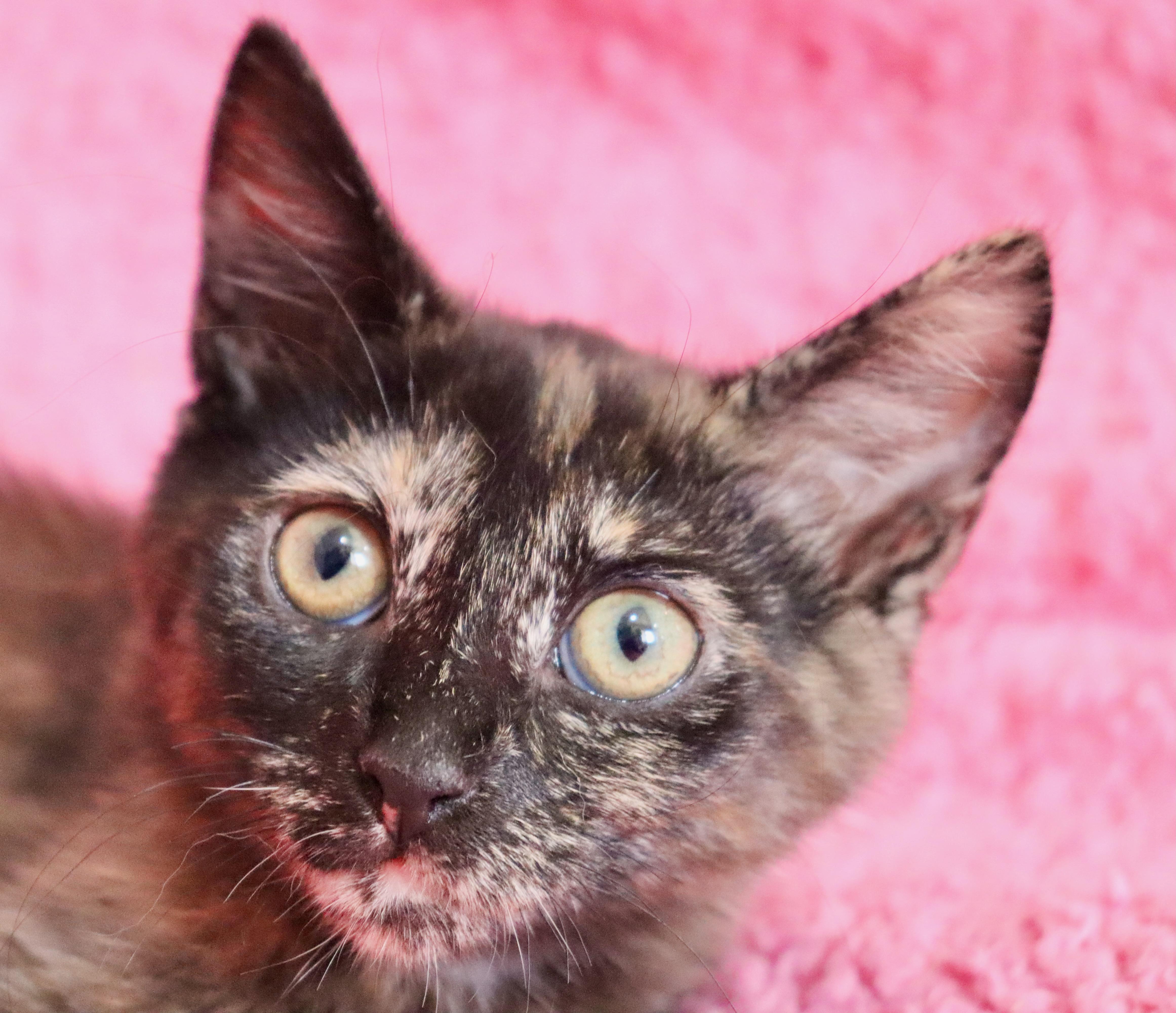 Catness thumbnail 6