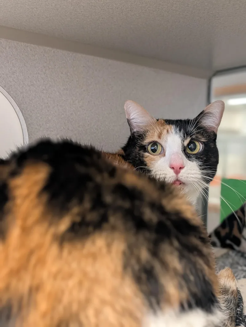 Tilly Located @ Petsmart